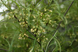 Frangula alnus 'Aspleniifolia' RCP5-2014 0691.JPG